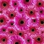 Pink gerbera